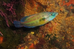 IMG_4184-800x600